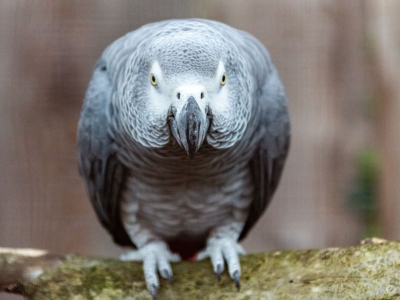 African grey parrot - De Zonnegloed - Animal park - Animal refuge centre 